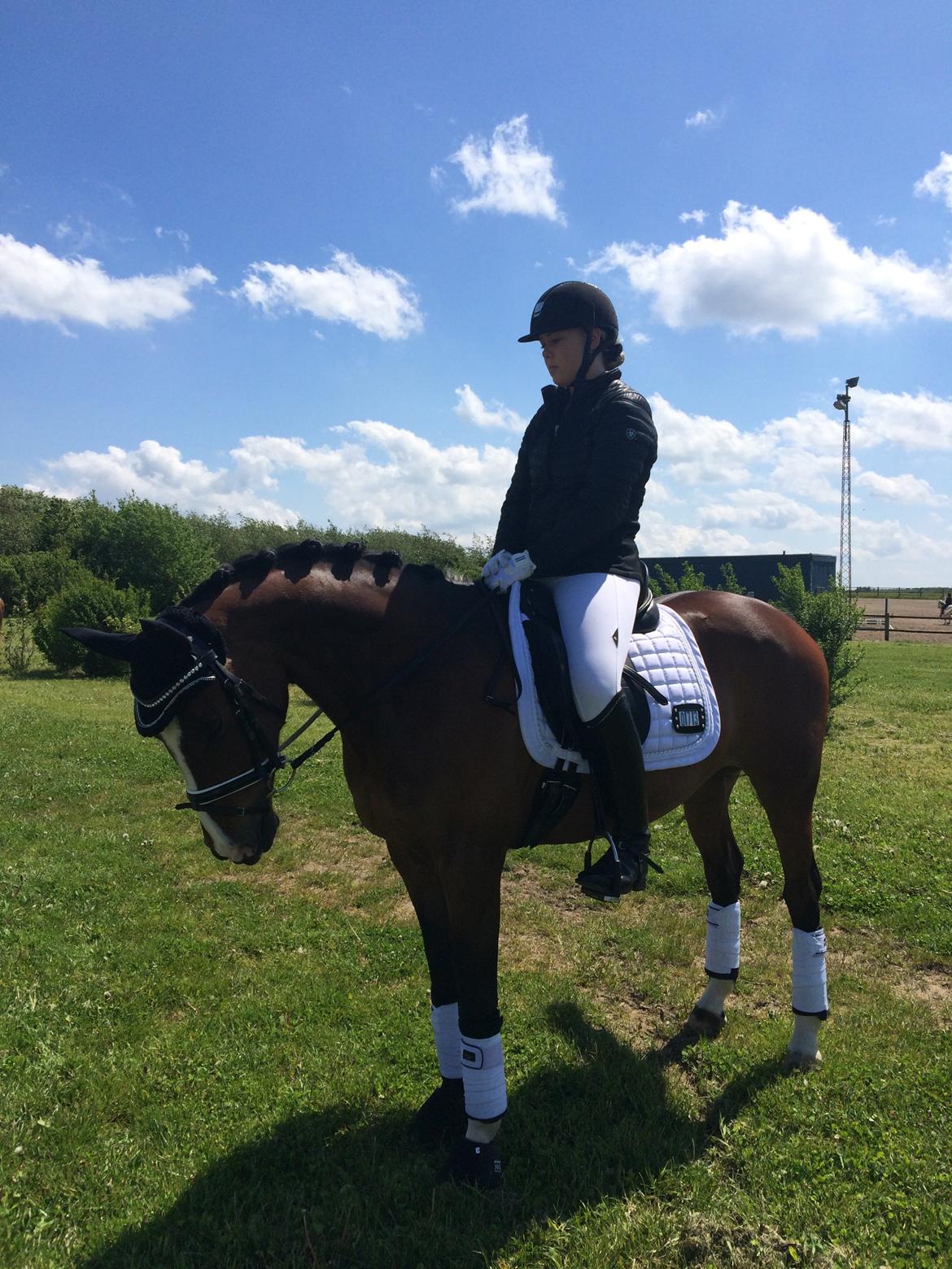 Hollandsk Sportspony Xantal-Jr. A / FEI-pony  billede 18