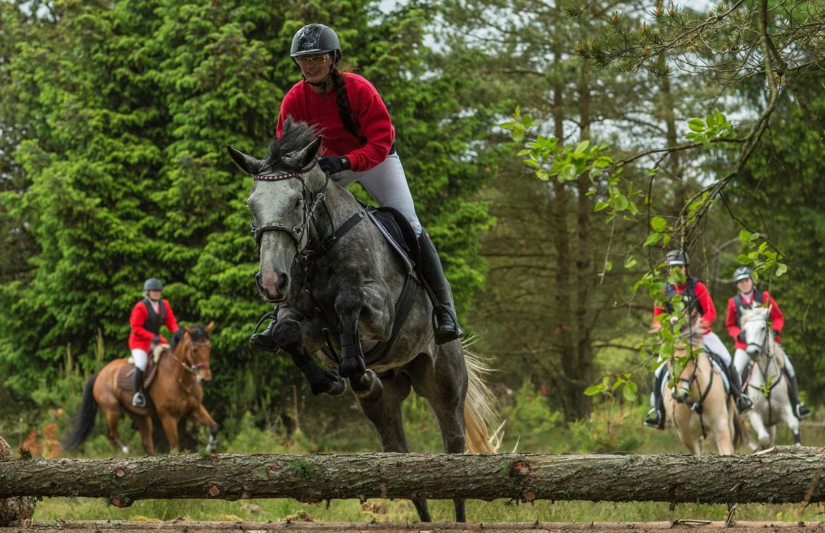 Dansk Varmblod Lotus Esprit W *SOLGT* - Første jagt ved MJJR 7/6 2015 billede 4