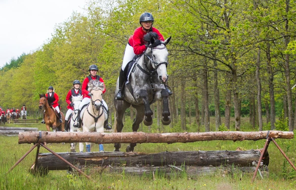 Dansk Varmblod Lotus Esprit W *SOLGT* - Første jagt ved MJJR 7/6 2015 billede 7