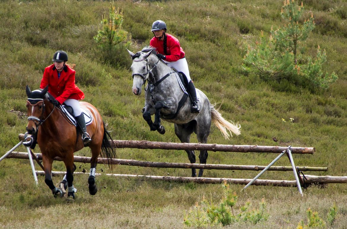 Dansk Varmblod Lotus Esprit W *SOLGT* - Første jagt ved MJJR 7/6 2015 billede 9