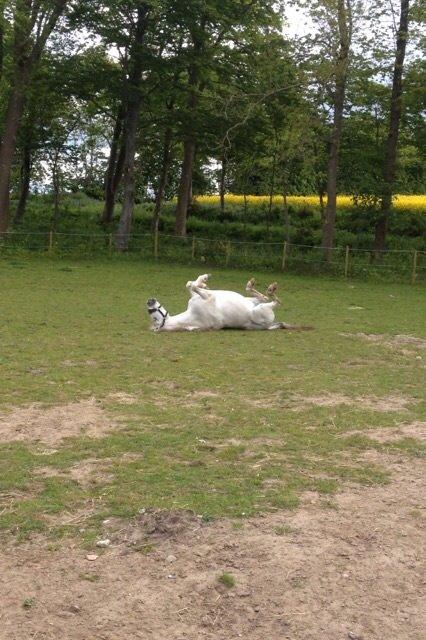 Anden særlig race Cirkeline *Tidligere lånepony* - Hvid pony... Næh ikke mere ;-) billede 3