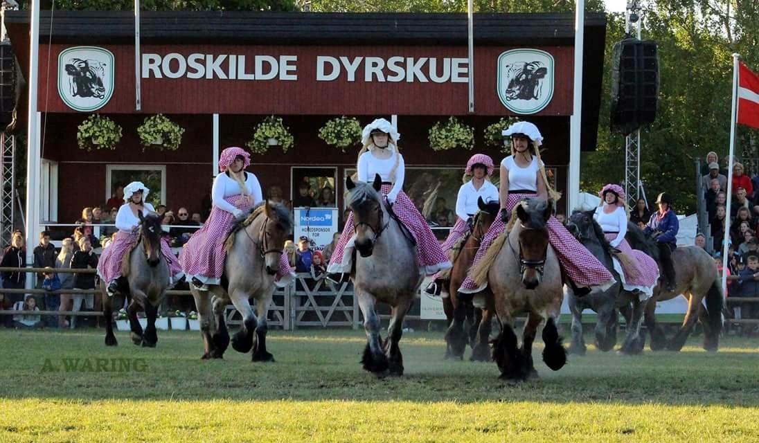 Belgier Beatrice af Skelmosegaard - Foto: Alan Waring. Trisse og jeg forrest til venstre. billede 6