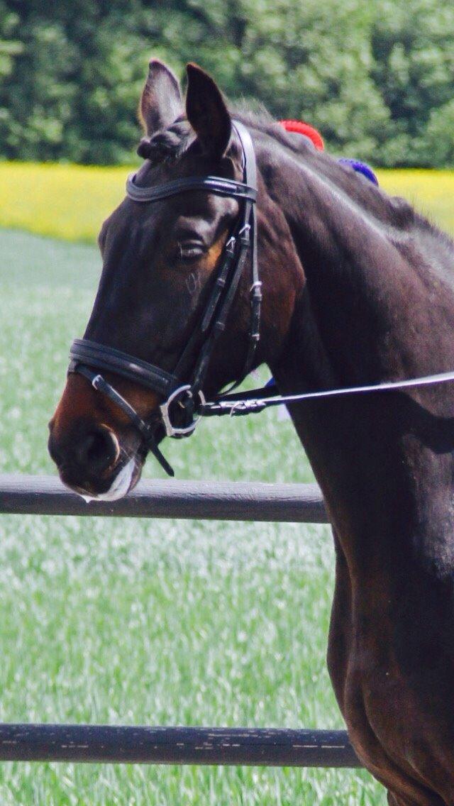 Anden særlig race Lineda billede 17