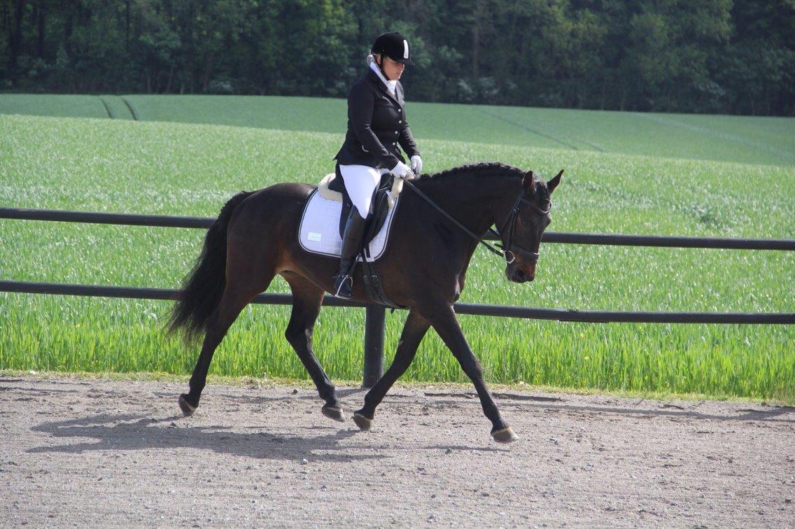 Anden særlig race Lineda billede 18