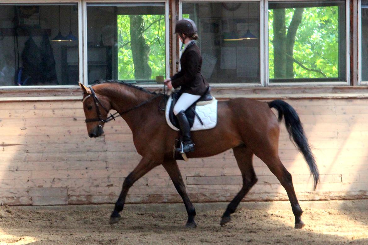 Dansk Varmblod Carneval G billede 5