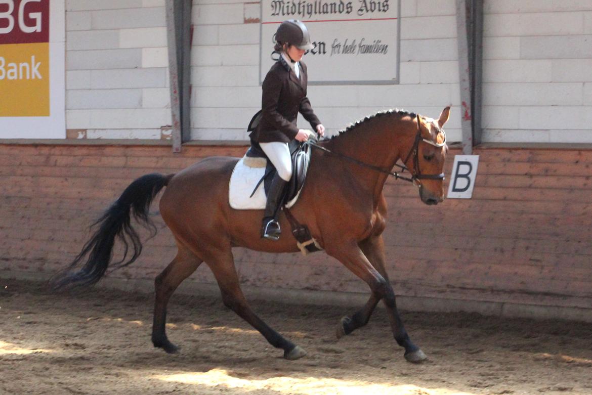 Dansk Varmblod Carneval G billede 2