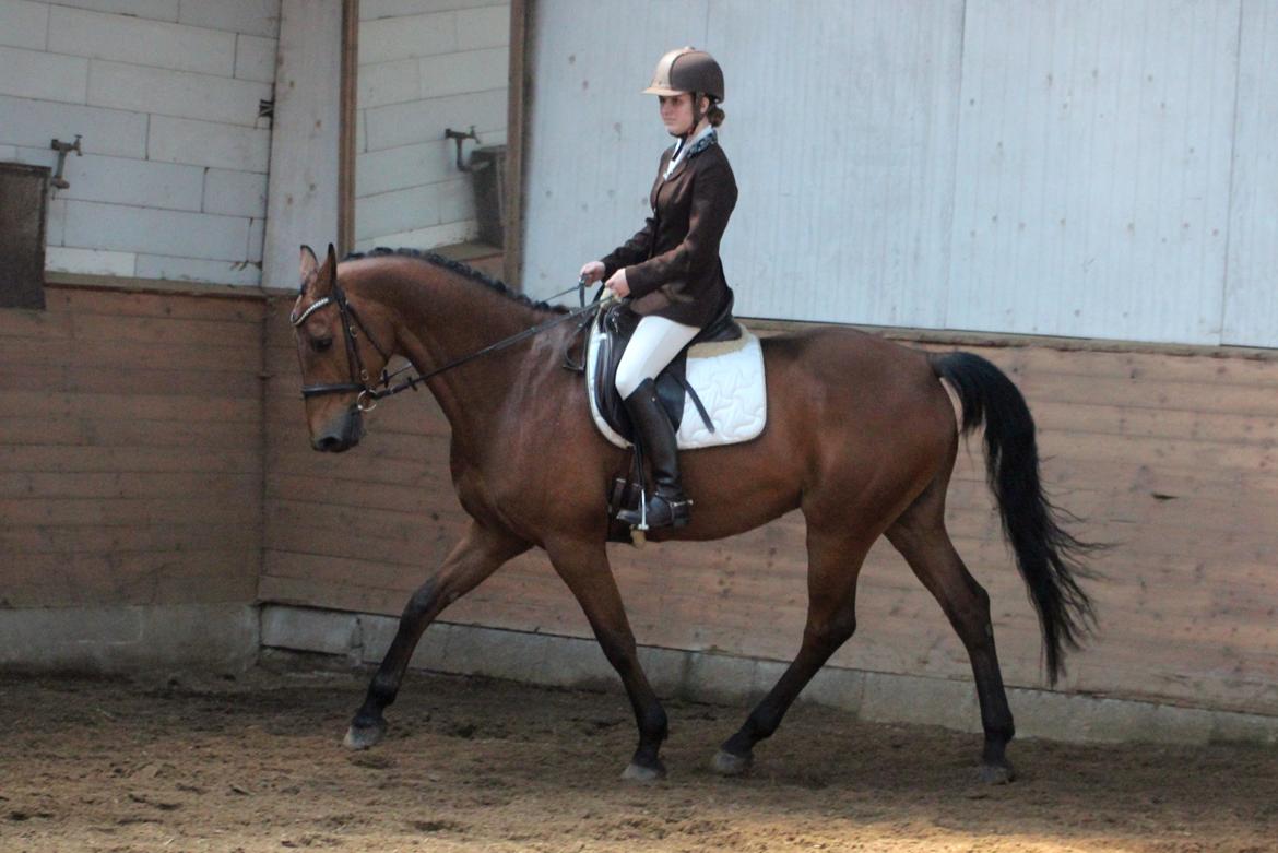 Dansk Varmblod Carneval G billede 30