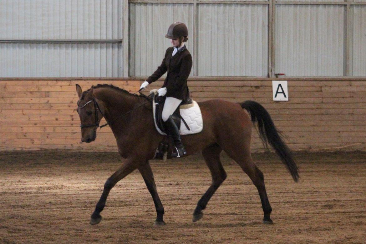 Dansk Varmblod Carneval G billede 25