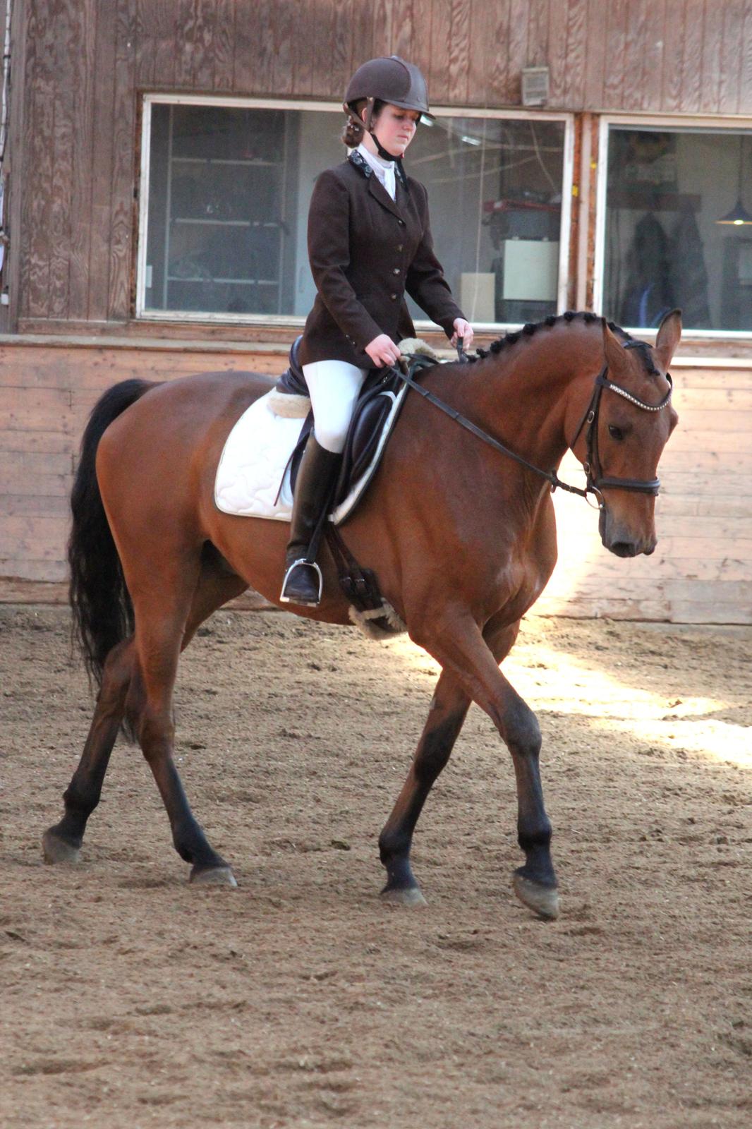 Dansk Varmblod Carneval G billede 29