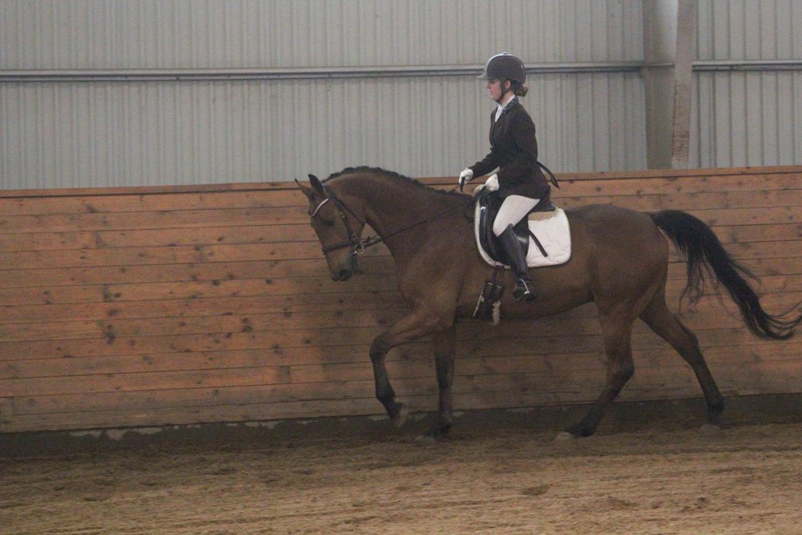 Dansk Varmblod Carneval G billede 27