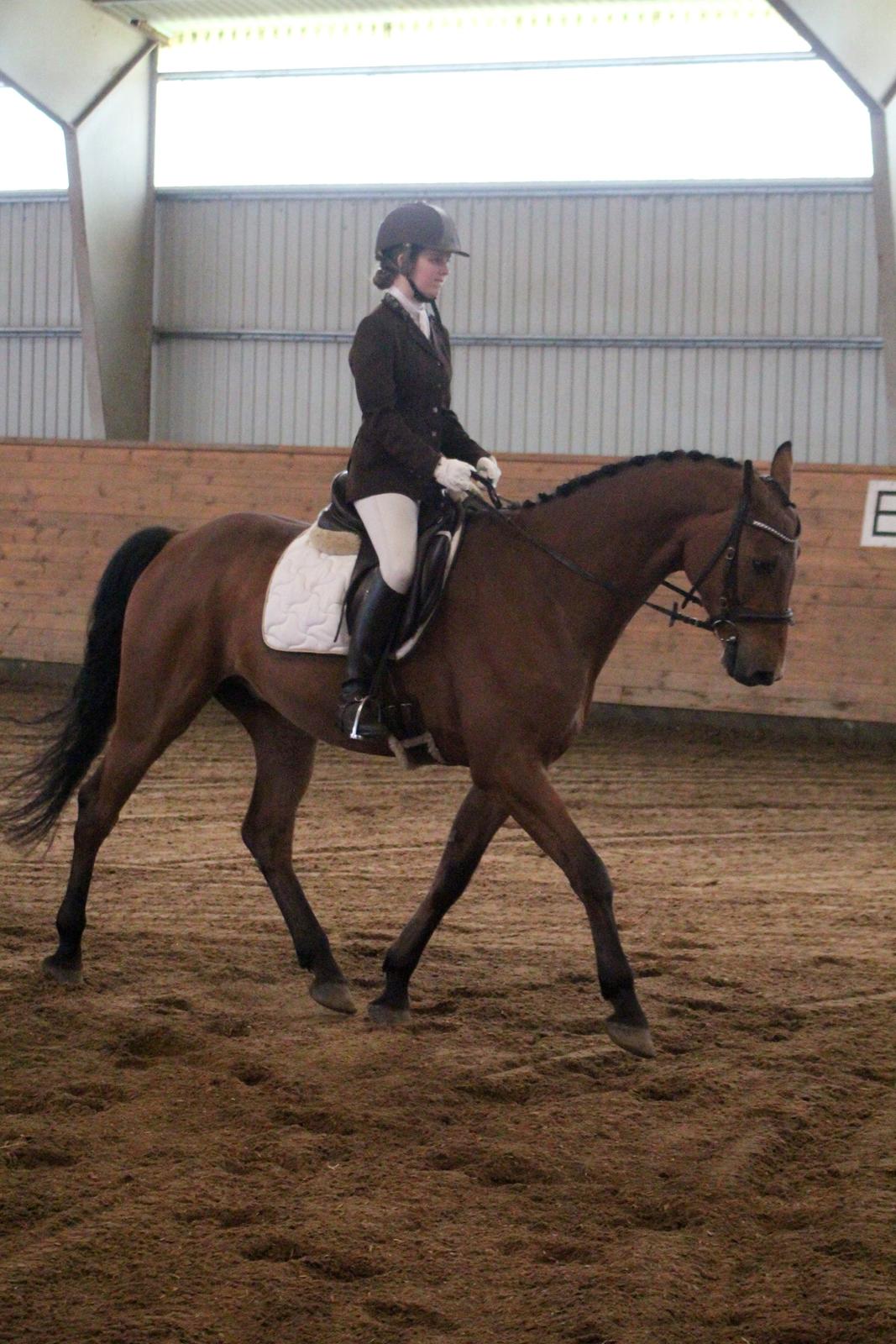 Dansk Varmblod Carneval G billede 16