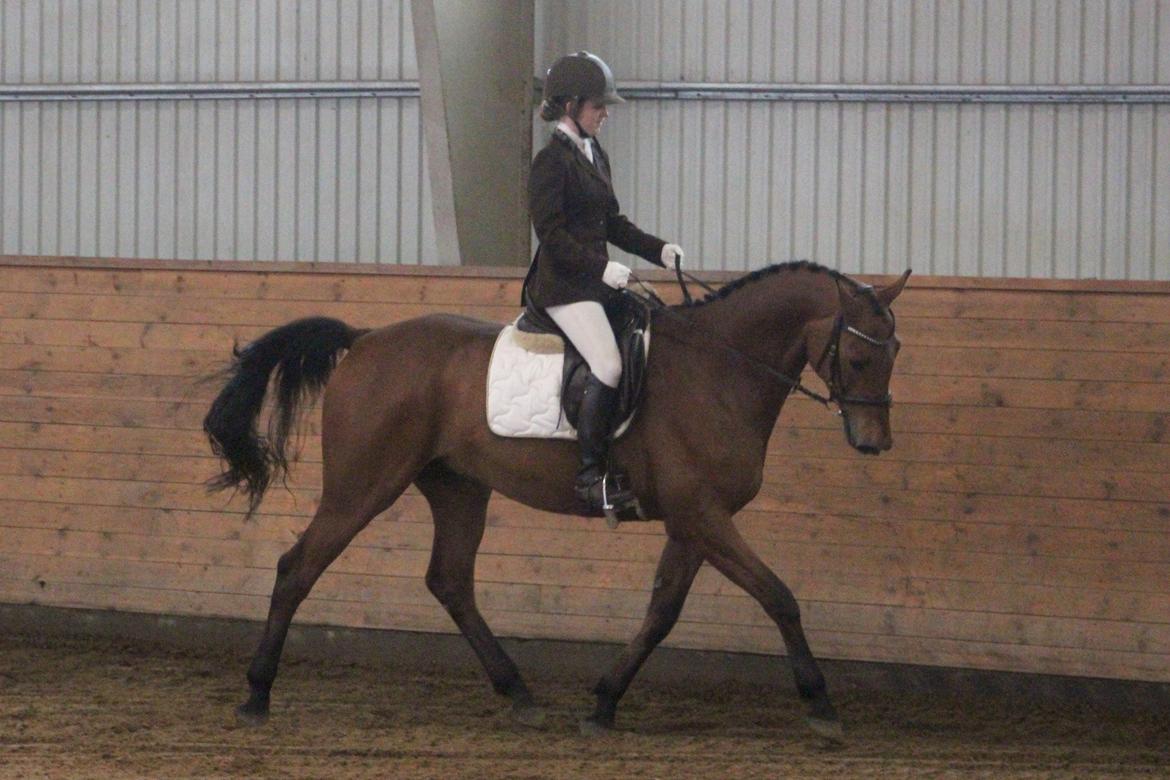 Dansk Varmblod Carneval G billede 7