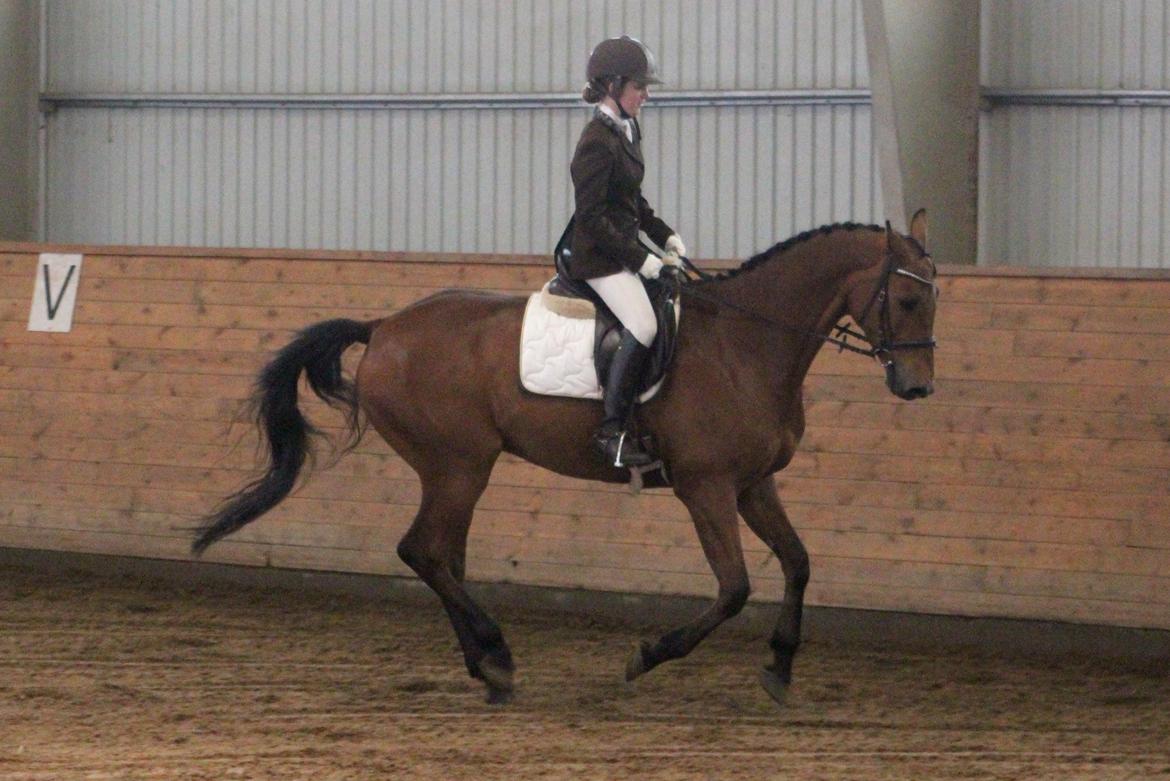 Dansk Varmblod Carneval G billede 14