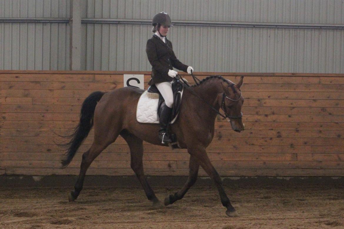 Dansk Varmblod Carneval G billede 11