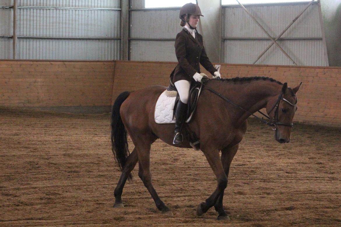 Dansk Varmblod Carneval G billede 19