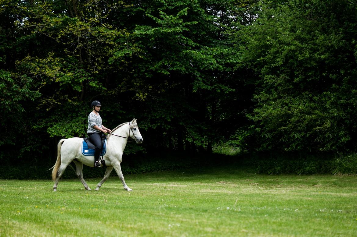 Pura Raza Española Hidalgo - Fotograf: www.nikolaitange.com billede 5