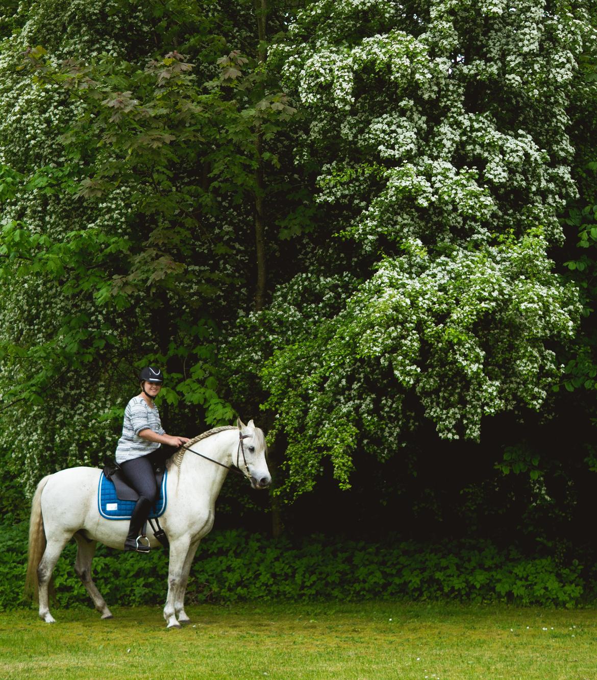 Pura Raza Española Hidalgo - Fotograf: www.nikolaitange.com billede 16