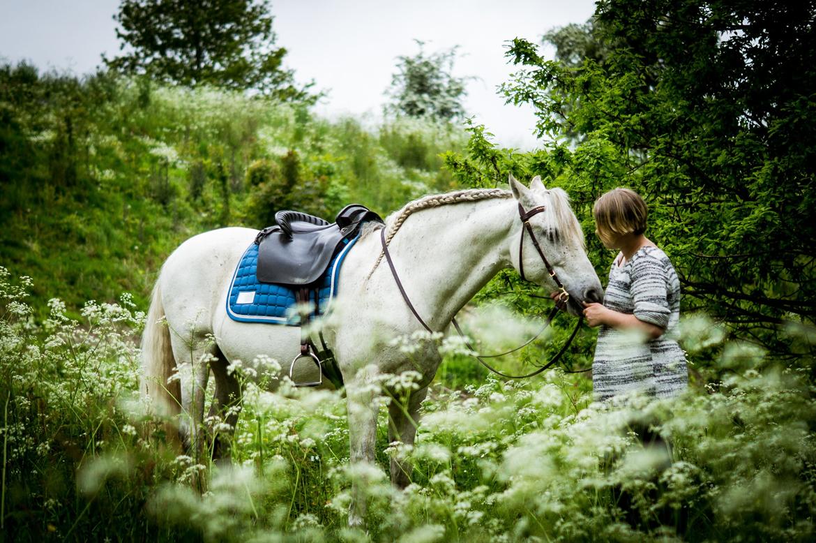 Pura Raza Española Hidalgo - Fotograf: www.nikolaitange.com billede 24
