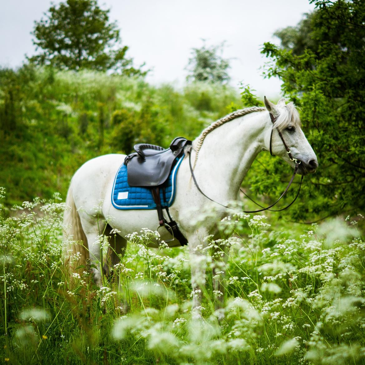 Pura Raza Española Hidalgo - Fotograf: www.nikolaitange.com billede 4