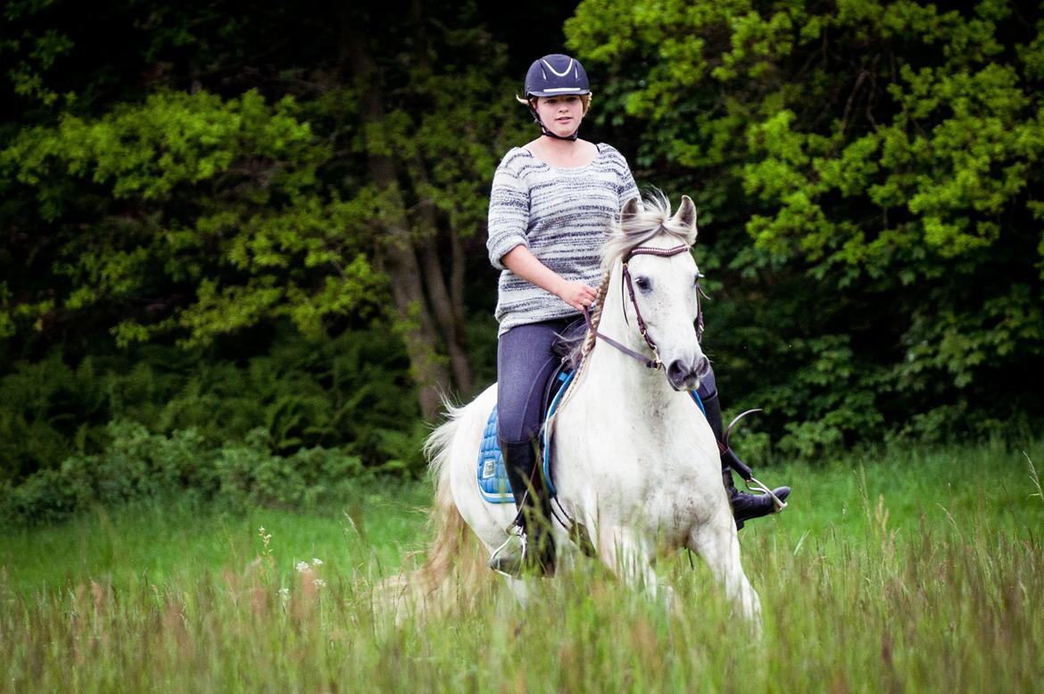 Pura Raza Española Hidalgo - Fotograf: www.nikolaitange.com billede 23