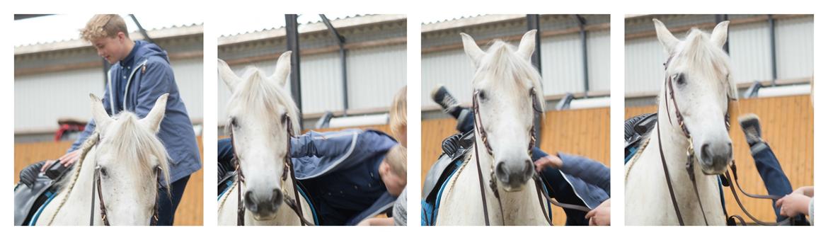 Pura Raza Española Hidalgo billede 34