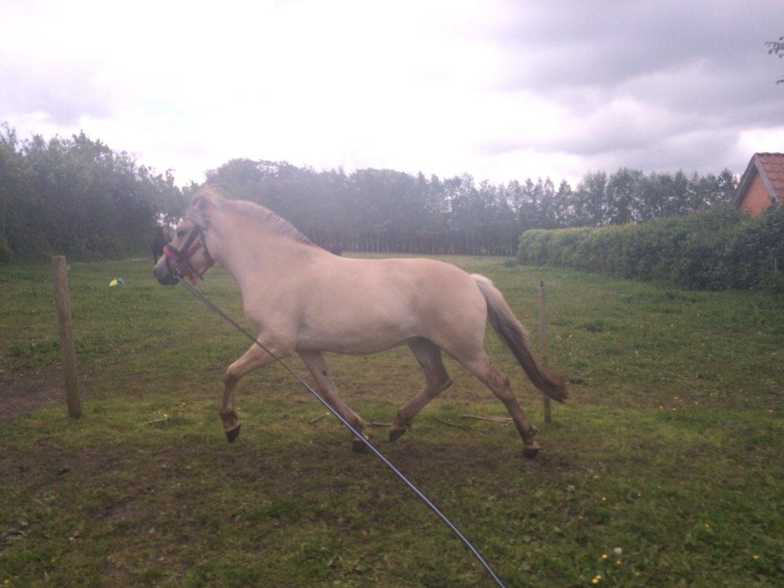 Fjordhest Munkegårdens sille billede 12
