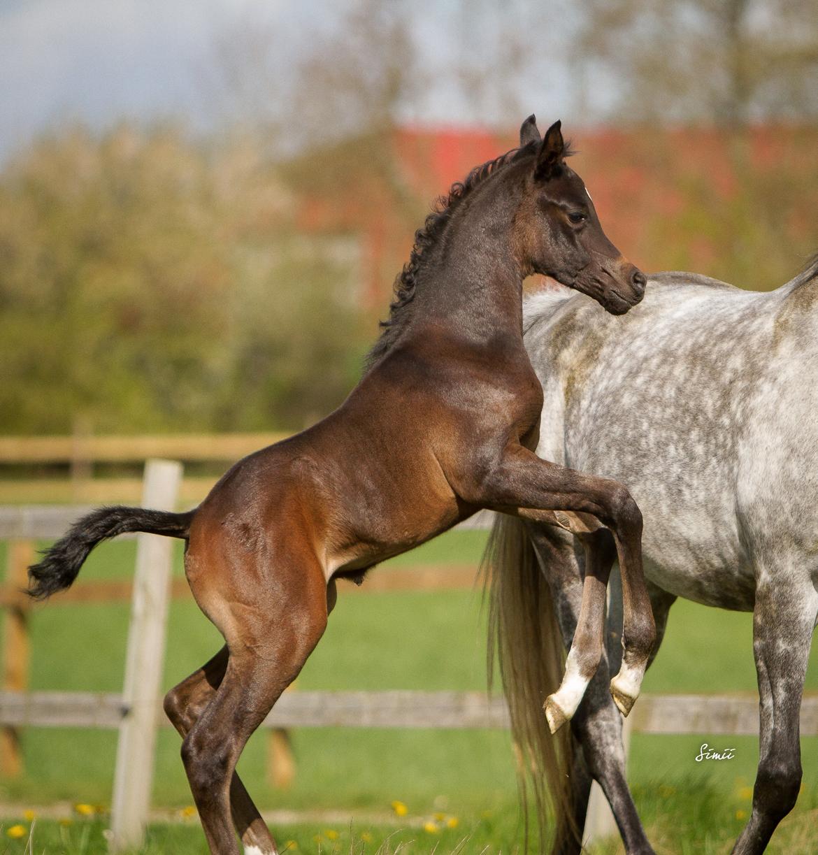 Arabisk fuldblod (OX) SAF Zhamaal billede 13