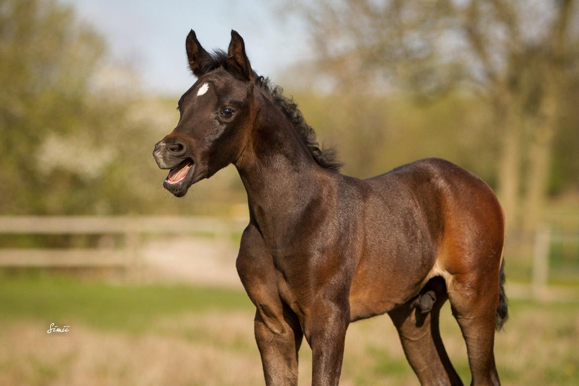 Arabisk fuldblod (OX) SAF Zhamaal billede 17