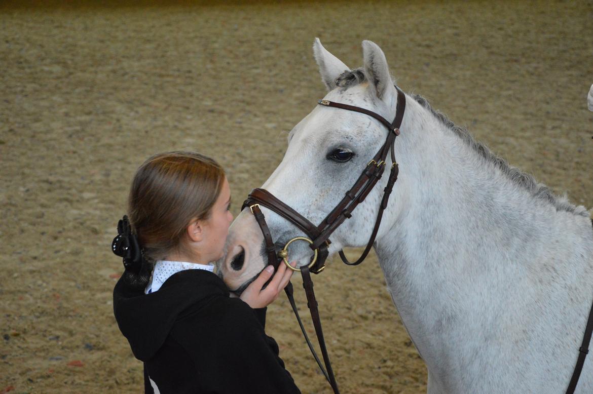 Welsh Pony (sec B) Bjerregårds Belissimo billede 5