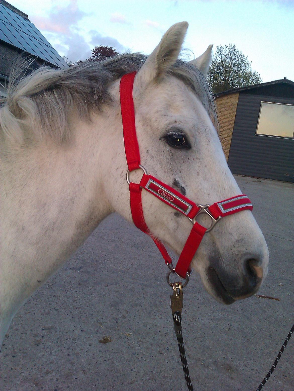 Welsh Pony (sec B) Bjerregårds Belissimo billede 8