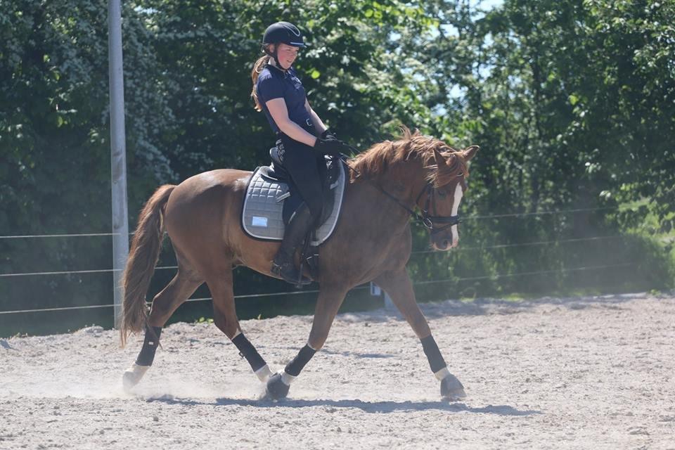 New Forest Stegstedgaards Nobel - Min helt, min redningsmand, min stjerne, min Nobel <3  billede 3