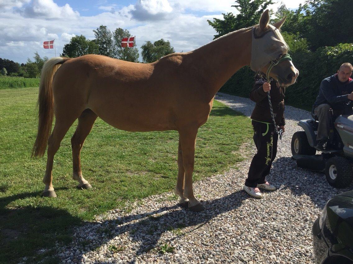 Palomino Ia starlight mist solgt billede 17