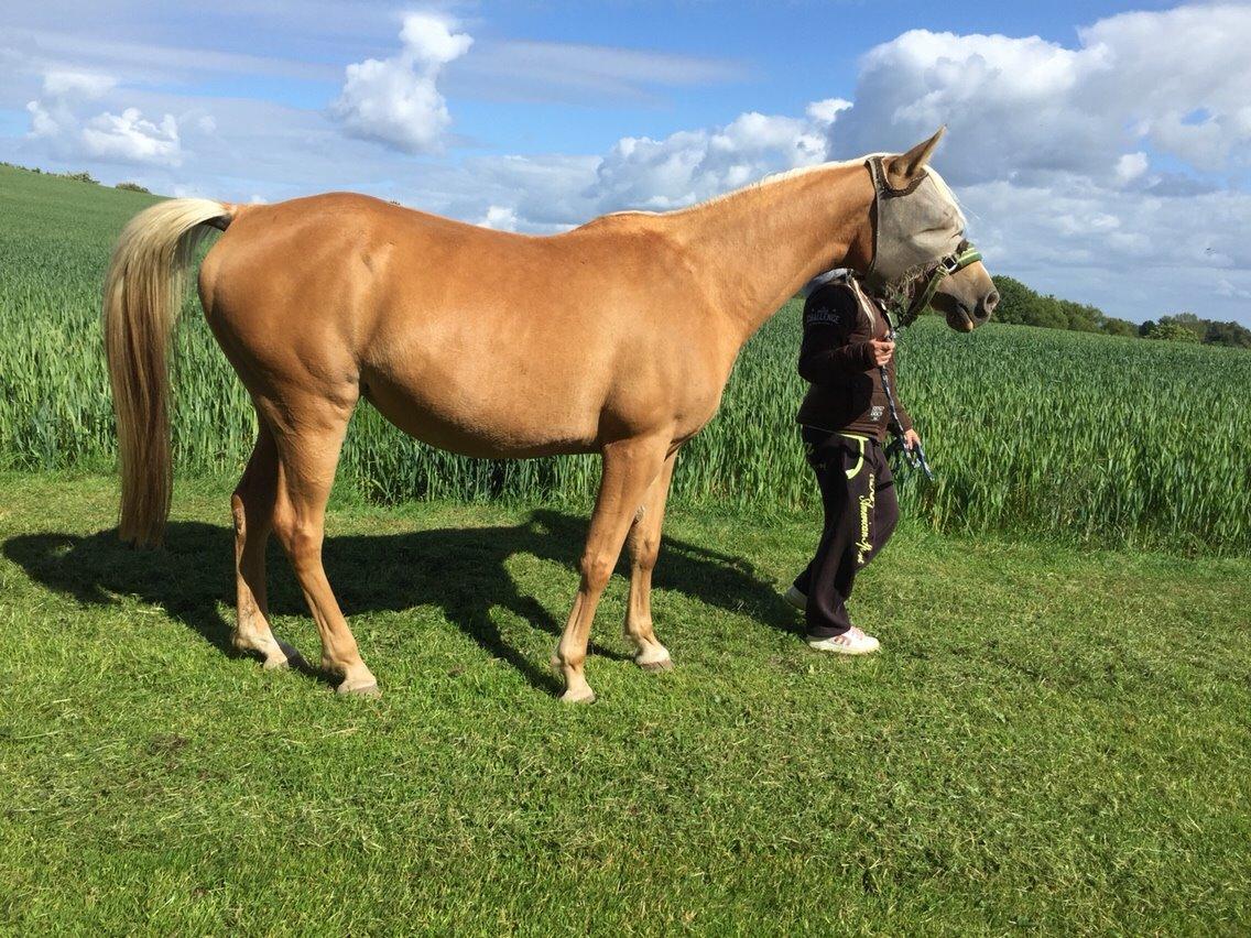 Palomino Ia starlight mist solgt billede 16