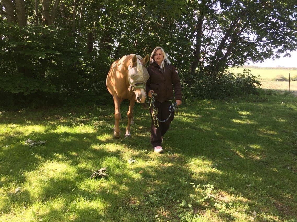 Palomino Ia starlight mist solgt billede 18