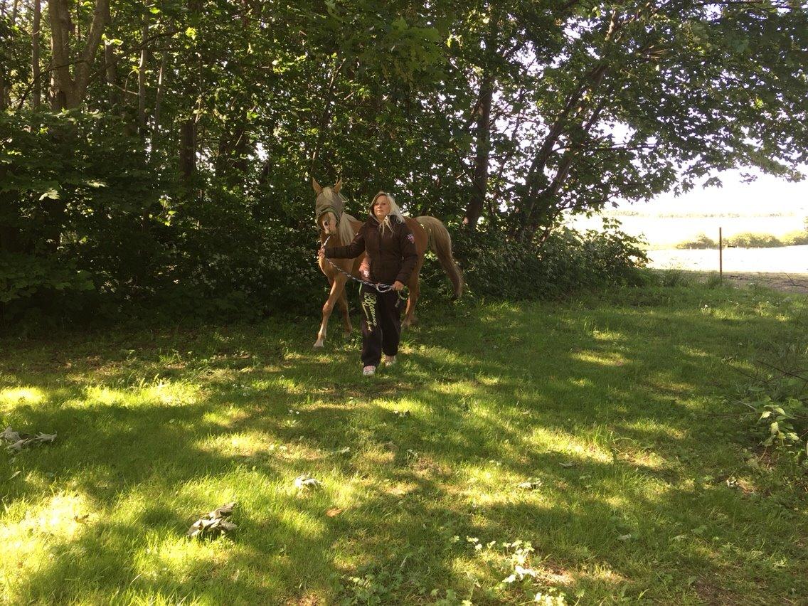 Palomino Ia starlight mist solgt billede 19