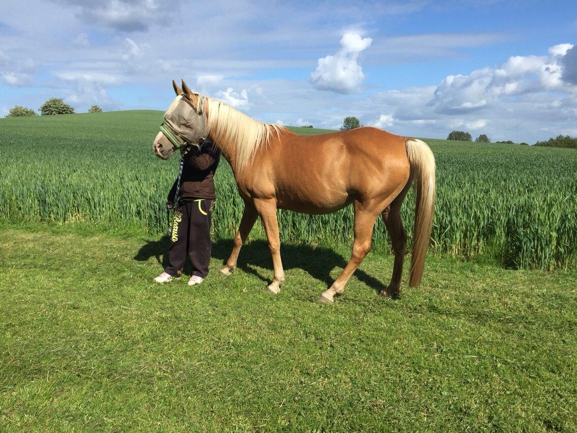 Palomino Ia starlight mist solgt billede 20