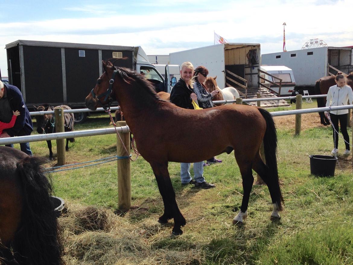 Welsh Pony (sec B) Amigo Dancer billede 2