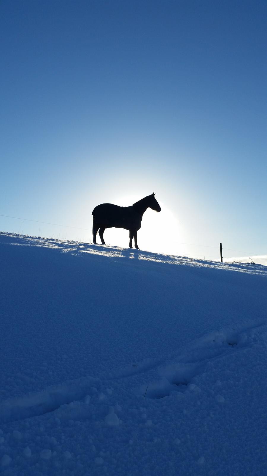 Anden særlig race Sofus billede 4