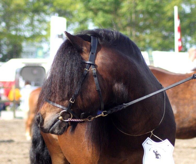 Shetlænder Dalbo's Warrior RIP 7/12-2016 billede 36