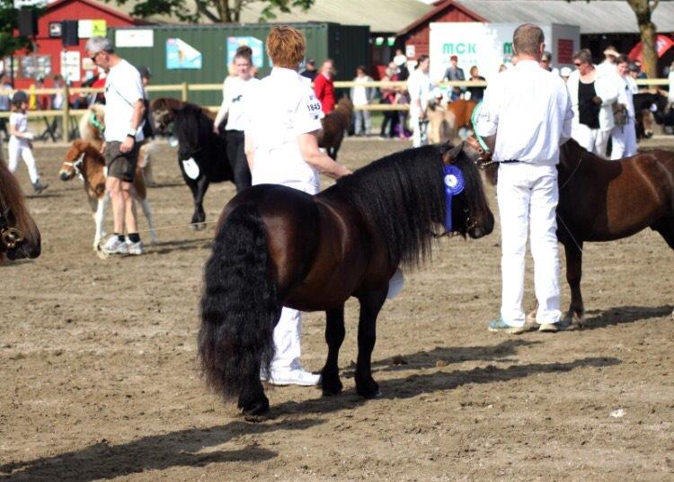 Shetlænder Dalbo's Warrior RIP 7/12-2016 billede 40