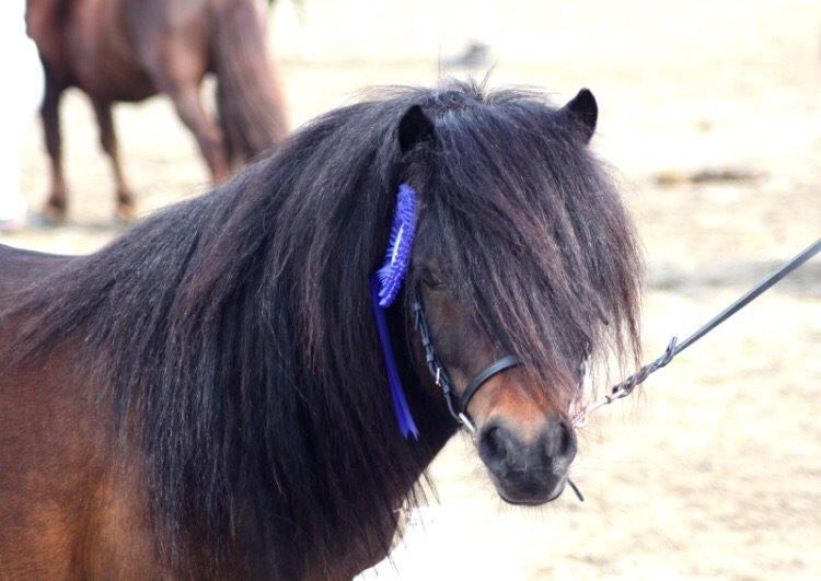 Shetlænder Dalbo's Warrior RIP 7/12-2016 billede 42