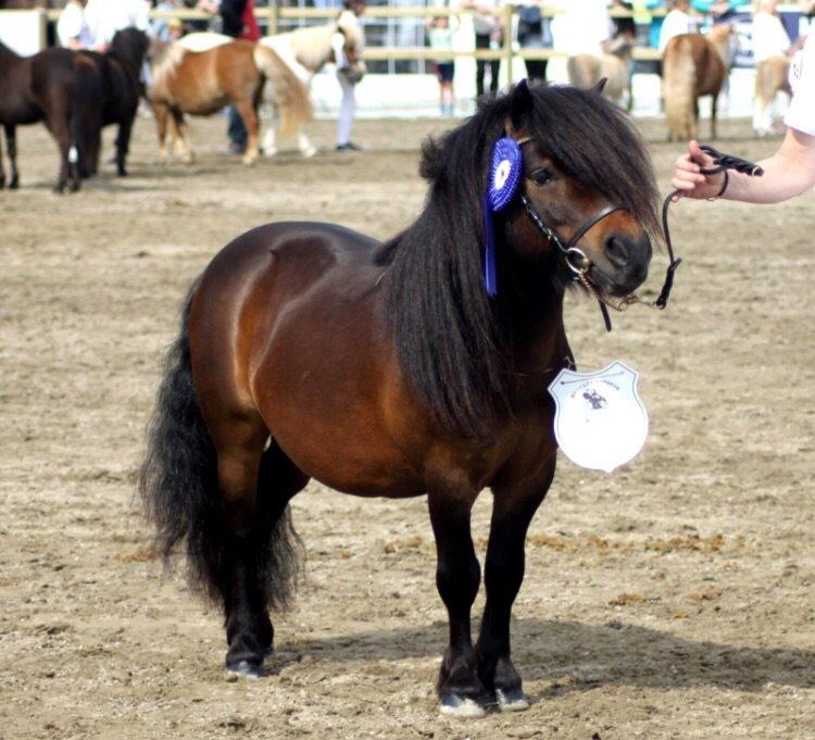 Shetlænder Dalbo's Warrior RIP 7/12-2016 billede 44
