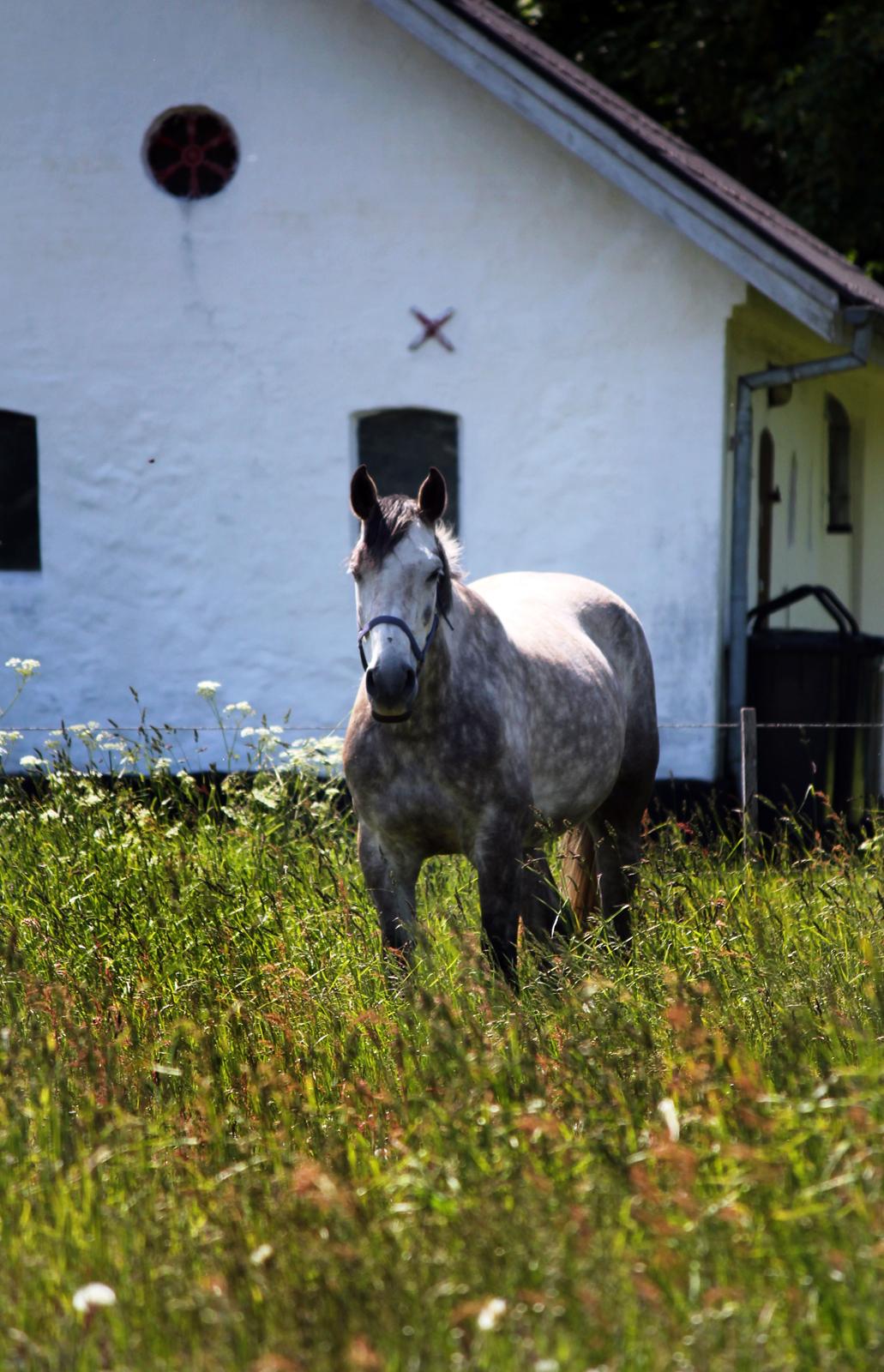 Dansk Varmblod Lambrié Vejen (Avlshoppe) - NYT: Smukke dame :) billede 36