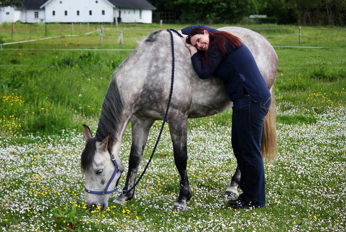 Dansk Varmblod Lambrié Vejen (Avlshoppe) - NYT: Min dejlige dame billede 35