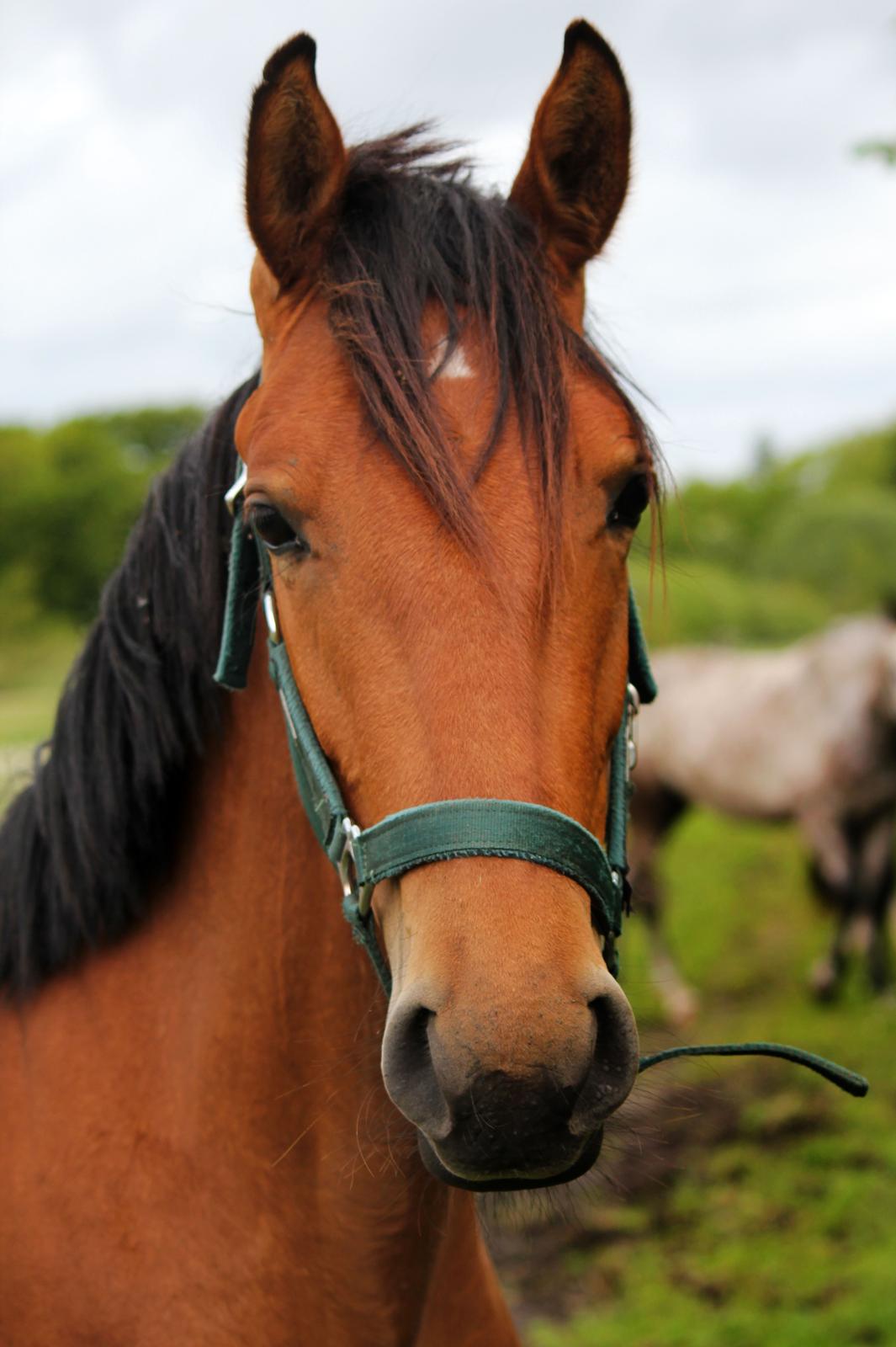 Dansk Varmblod Angel of music (SOLGT) *For evigt elsket <3* - NYT: Min smukke pige er ved at blive voksen :) billede 21