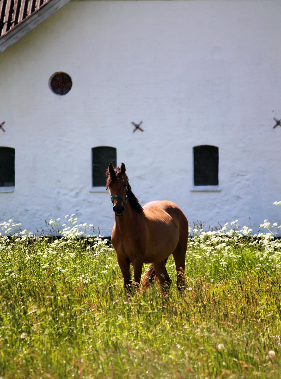 Dansk Varmblod Angel of music (SOLGT) *For evigt elsket <3* - NYT: Smukke pigen nyder solen og det nye græs :) billede 22
