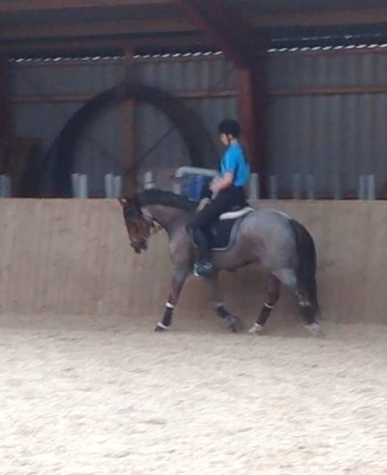 Hollandsk Sportspony Goya billede 34