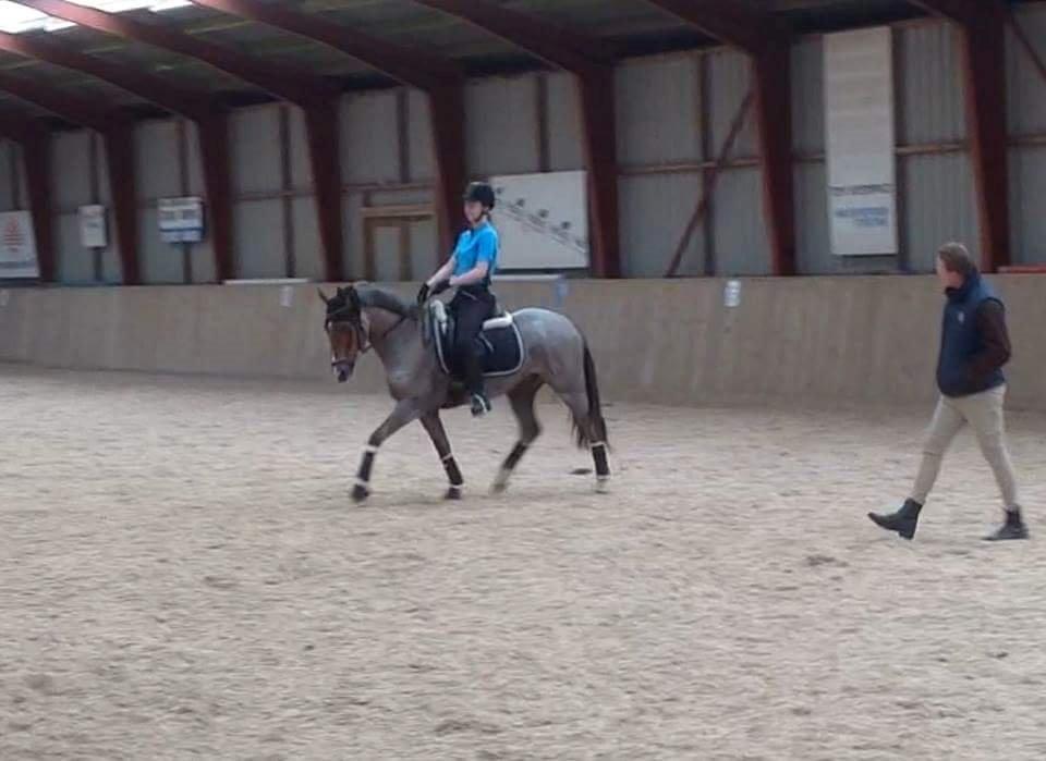 Hollandsk Sportspony Goya billede 39
