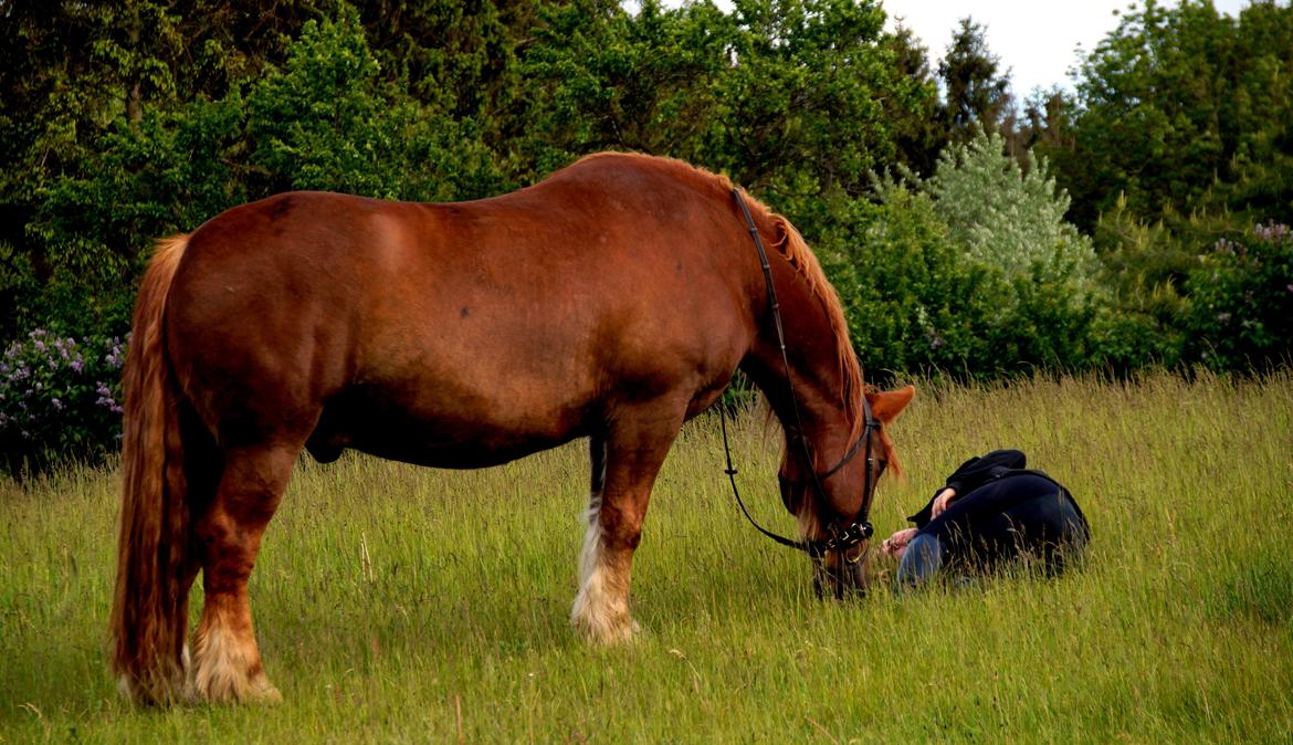 Schleswiger William billede 18