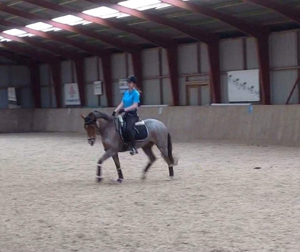 Hollandsk Sportspony Goya billede 42
